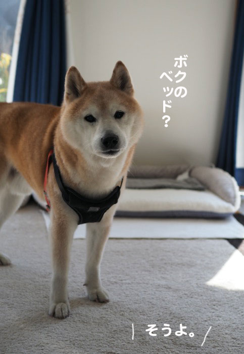 26日夕ブログ６