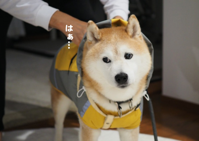 8日夕ブログ４