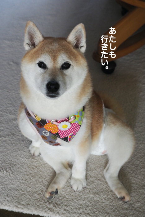 15日夕ブログ３
