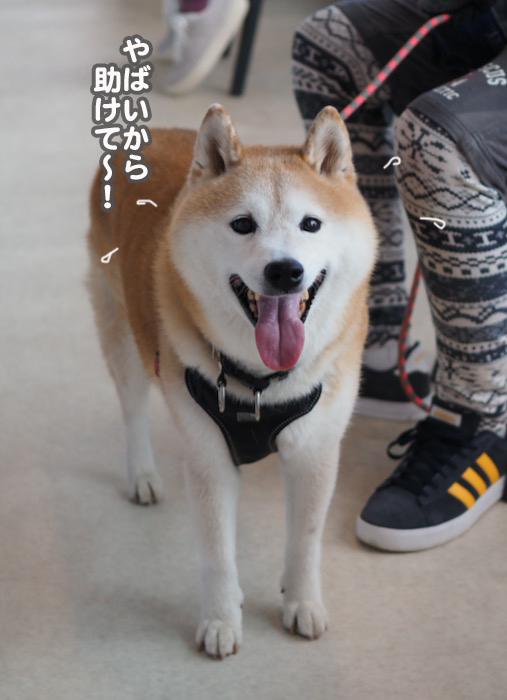 21日夕ブログ７