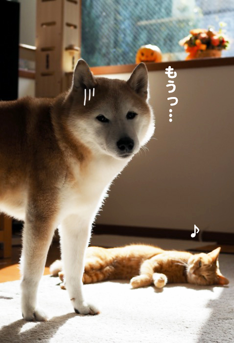 28日夕ブログ4