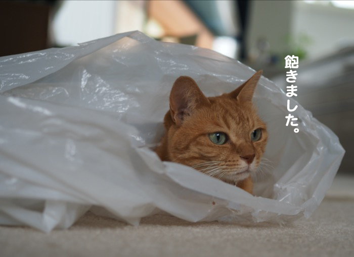 17日夕ブログ６
