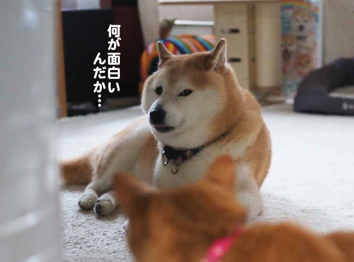 31日夕ブログ12