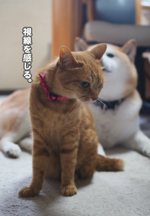 30日夕ブログ3