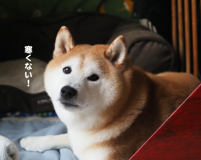 犬と猫の冬の寝床 湘南凸凹柴wan日記 Powered By ライブドアブログ