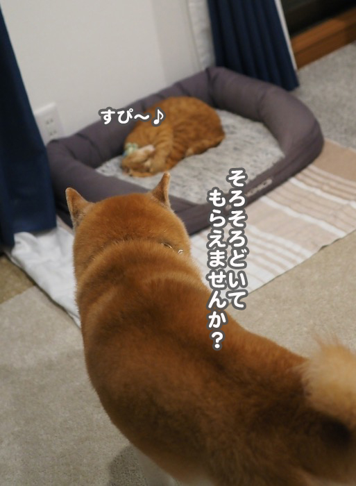12日夕ブログ２０