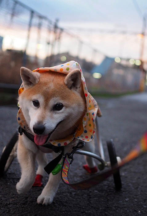 13日夜ブログ４