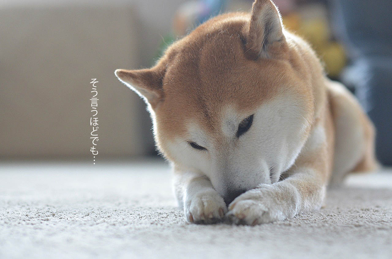 太った犬に言いたいこと 湘南凸凹柴wan日記 Powered By ライブドアブログ 太った犬に言いたいこと 湘南凸凹柴wan日記 Powered By ライブドアブログ
