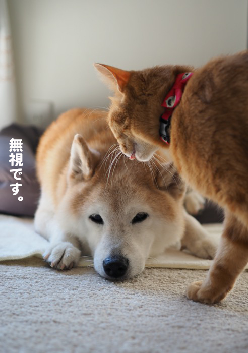 19日夕ブログ５