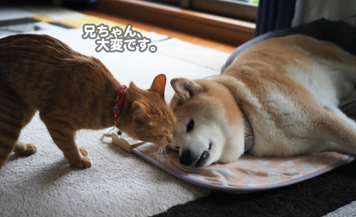 6日夕ブログ３