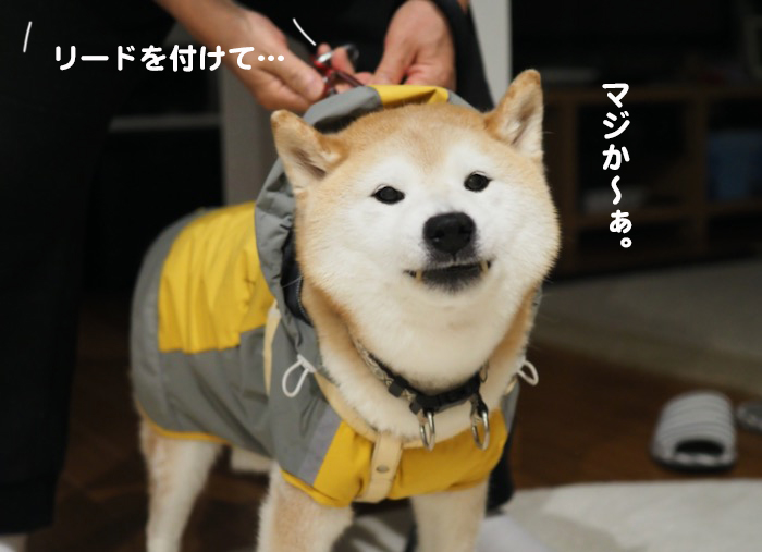 15日夕ブログ５