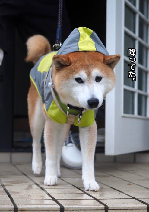 5日夕ブログ６
