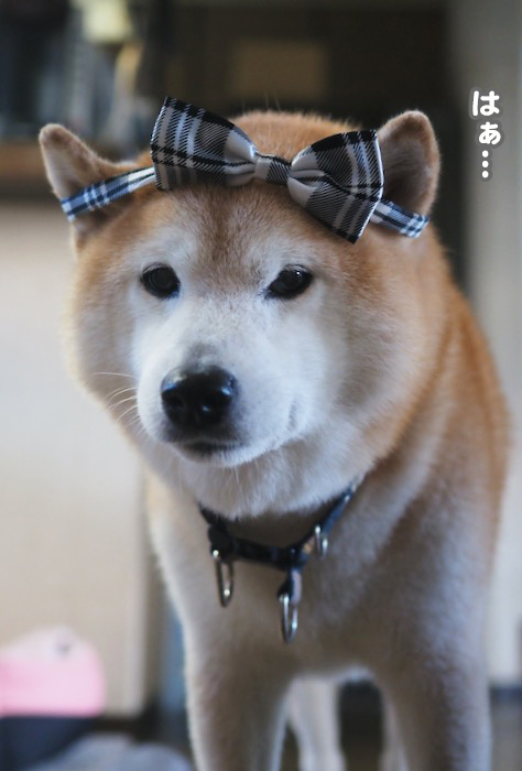 10日夕ブログ５