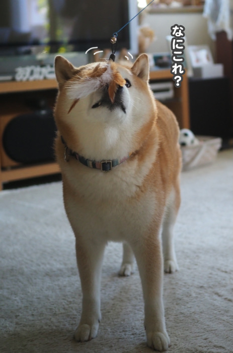 21日夕ブログ１１
