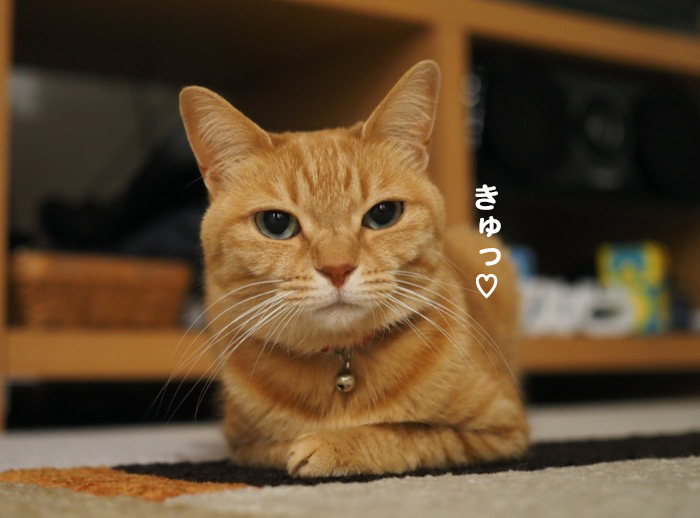 26日夕ブログ5