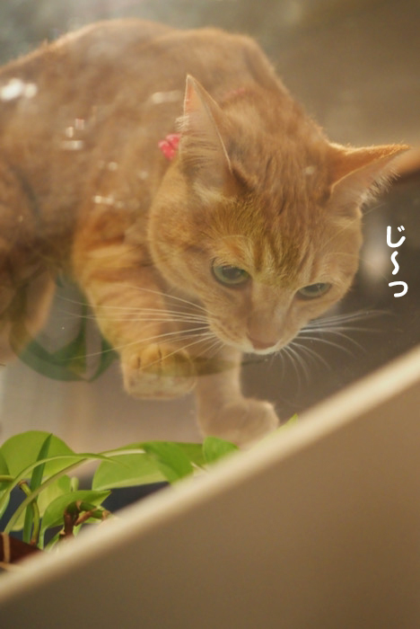 27日夕ブログ８