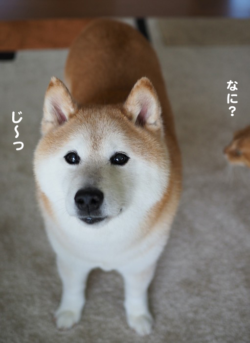 14日夕ブログ７