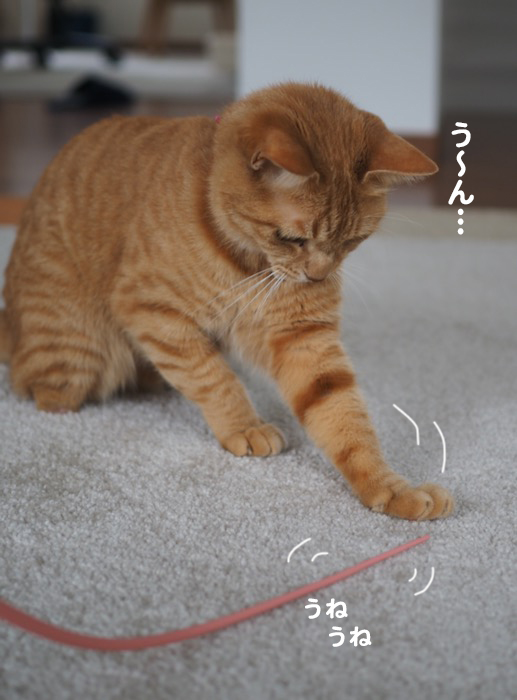 4日夕ブログ５