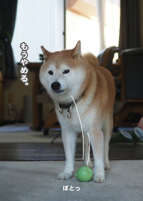 21日夕ブログ７
