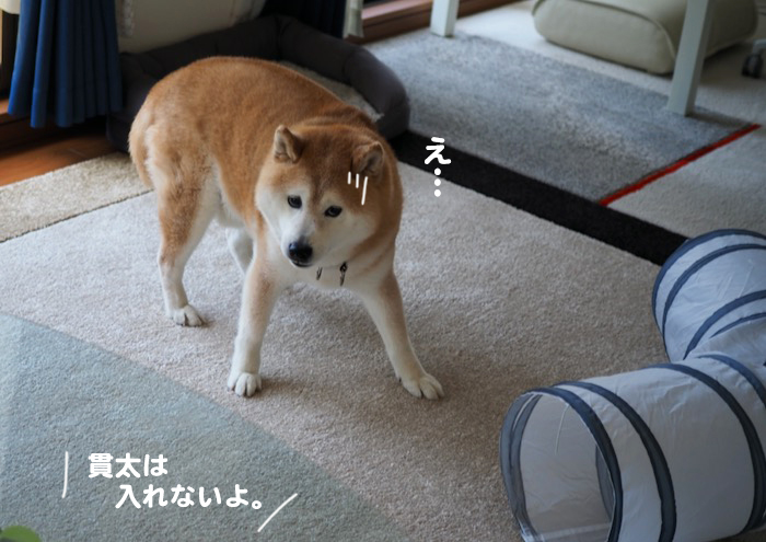 26日夕ブログ４