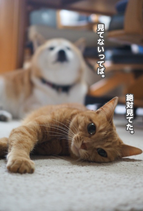30日夕ブログ９