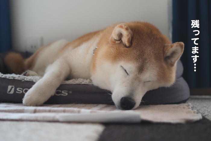 6日ブログ７