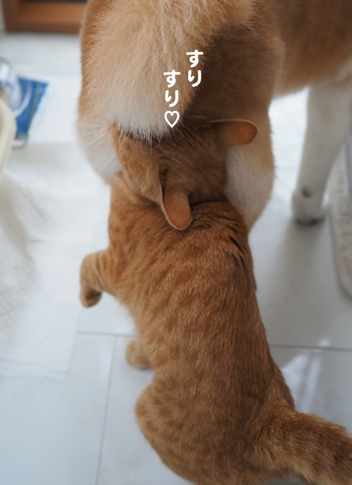 13日夕ブログ４