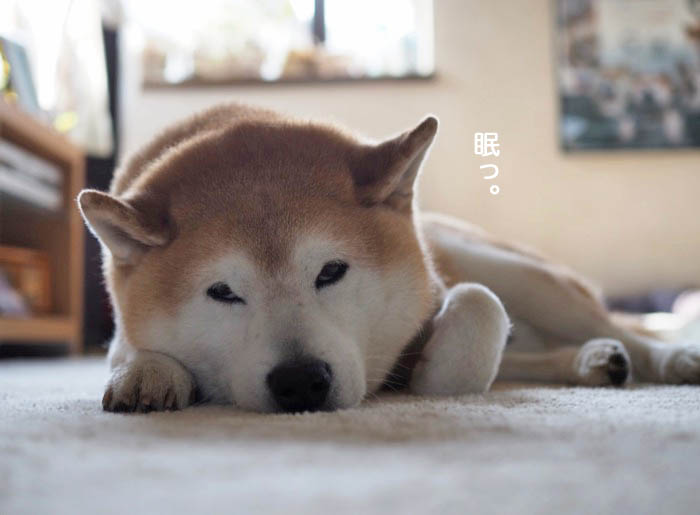 11日夕ブログ３