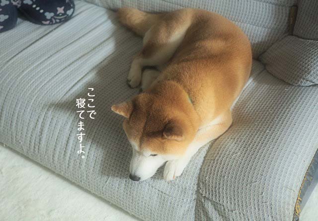 7日午後ブログ6
