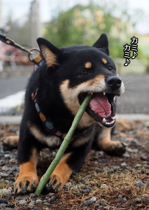 9日夕ブログ８