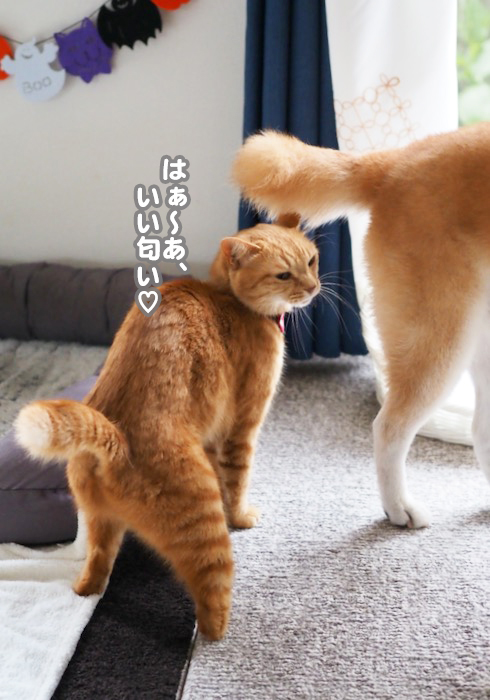 15日夕ブログ６