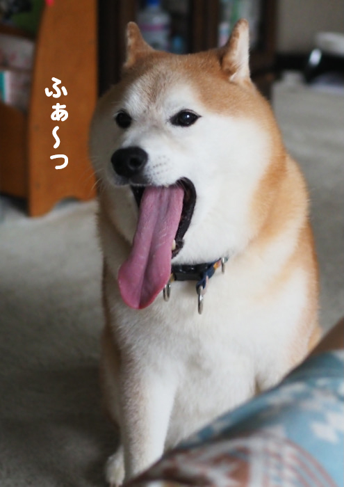 6日夕ブログ８