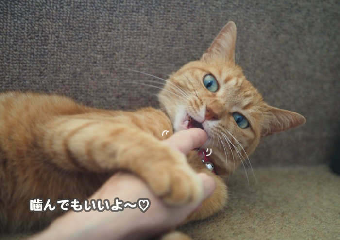 16日夕ブログ5