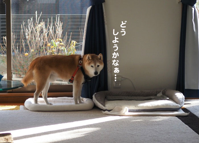 26日夕ブログ７