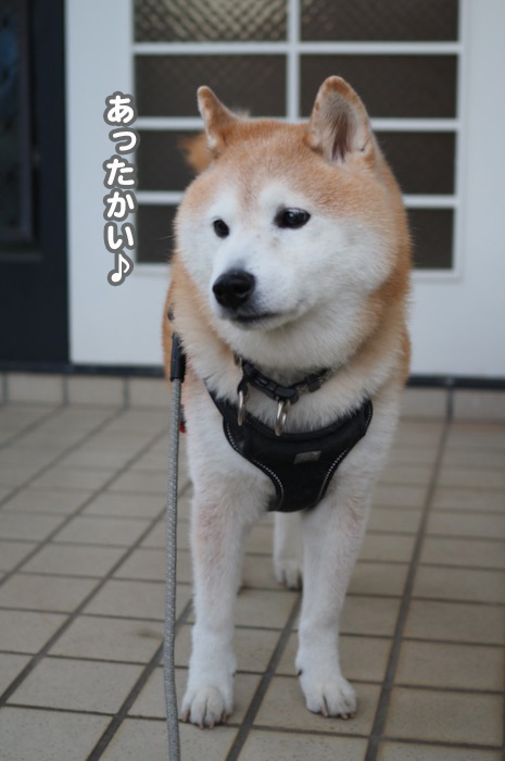 26日夕ブログ２