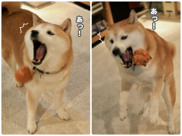 12日夕用４