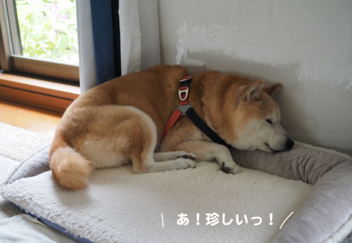 26日夕ブログ6