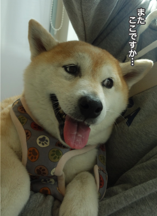 20日夜ブログ４