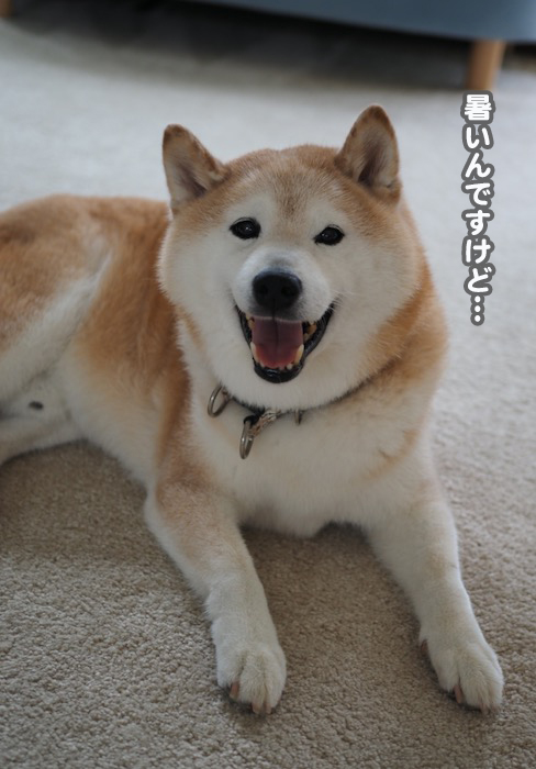 20日夕ブログ２