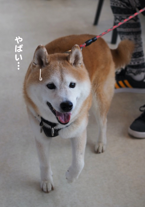 21日夕ブログ２