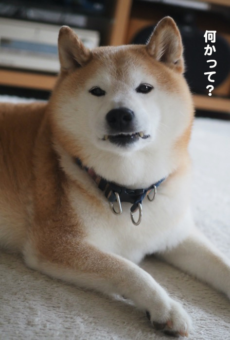 22日夕ブログ３