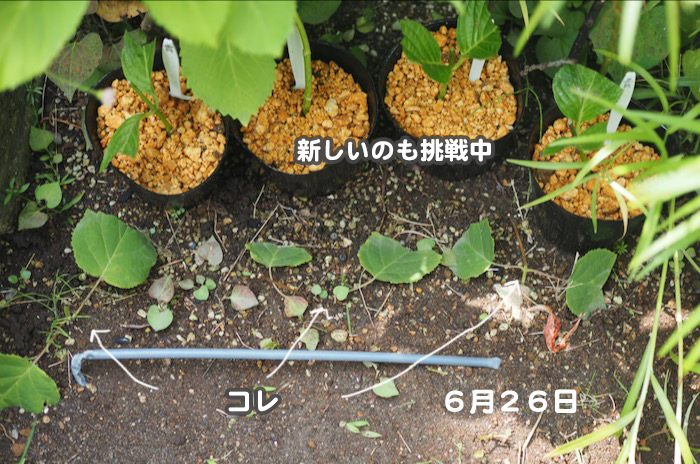 26日ブログ９