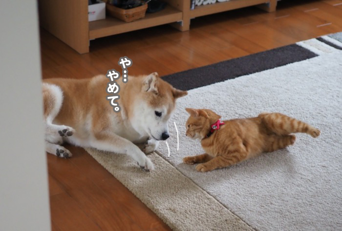 9日夕ブログ５