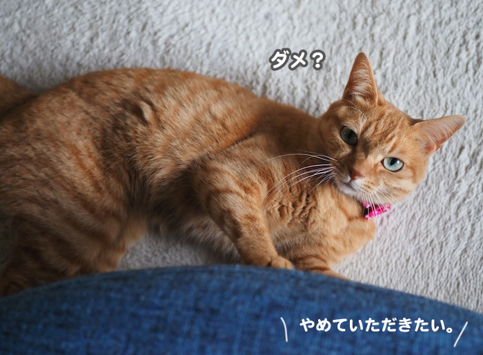 16日夕ブログ６