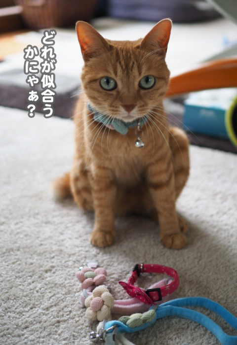 29日夕ブログ１１