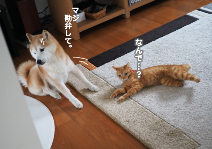 9日夕ブログ８