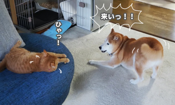 26日夕ブログ8