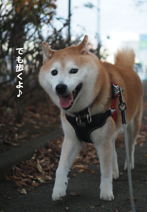 24日夕ブログ３