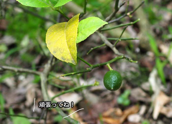 27日ブログ８