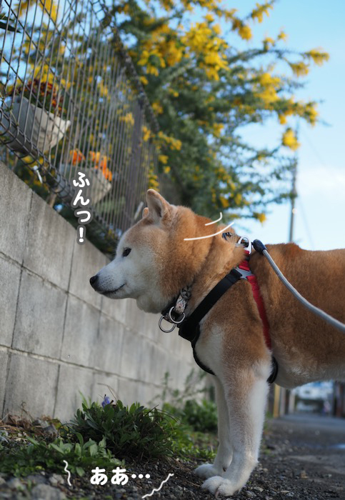 21日夕ブログ7